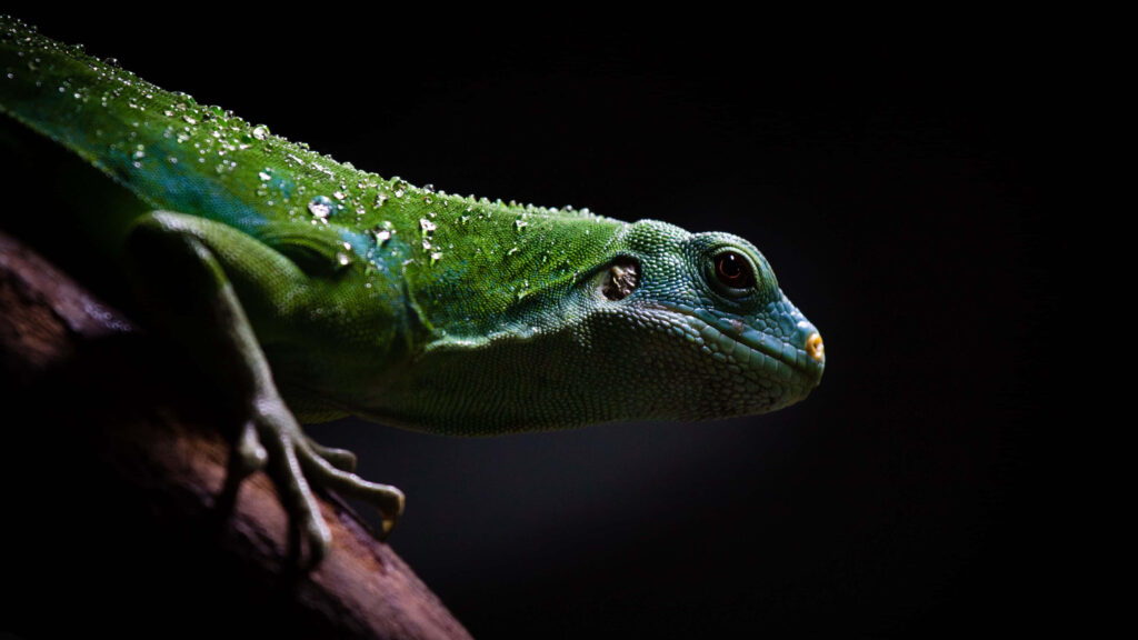 Vibrant Green Lizard with Droplets on Dark Background – Textured Detail Wallpaper