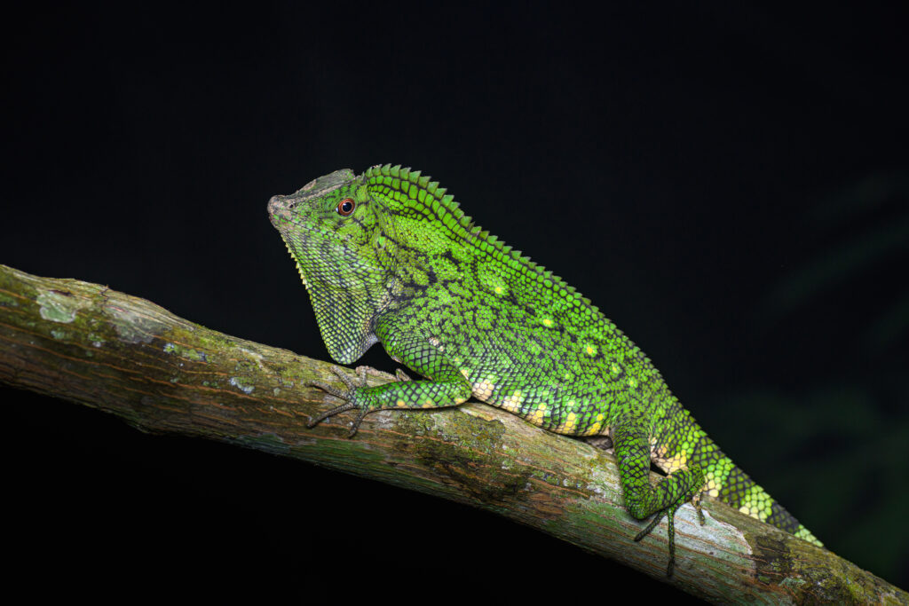 Vibrant Green Lizard on Branch: Intricate Scales & Dark Background Wallpaper