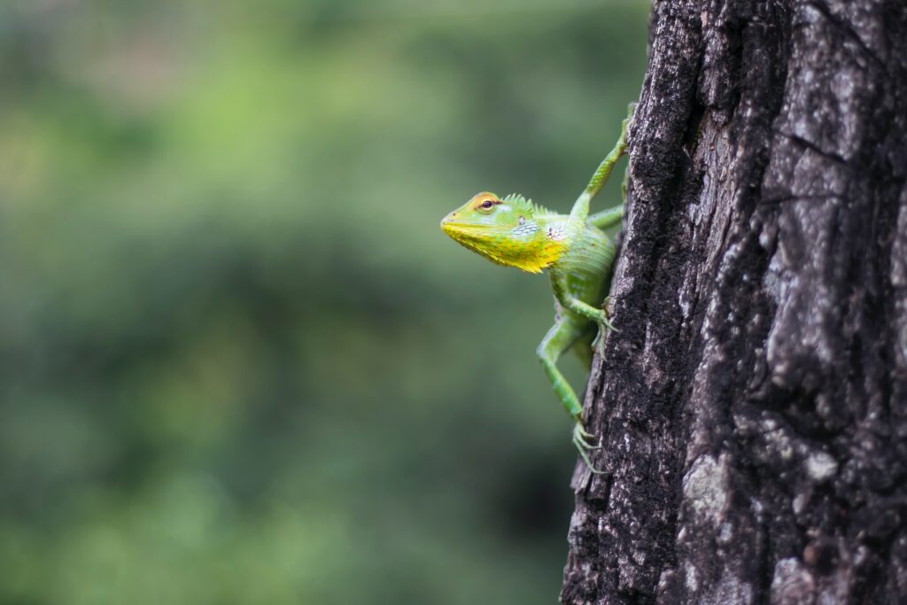 Vibrant Green Lizard on Tree Bark - Nature Wallpaper 6000x4000
