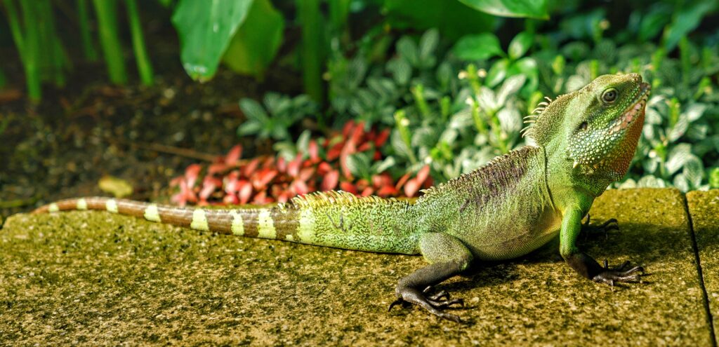 Vibrant Green Lizard Wallpaper on Stone with Lush Greenery Background