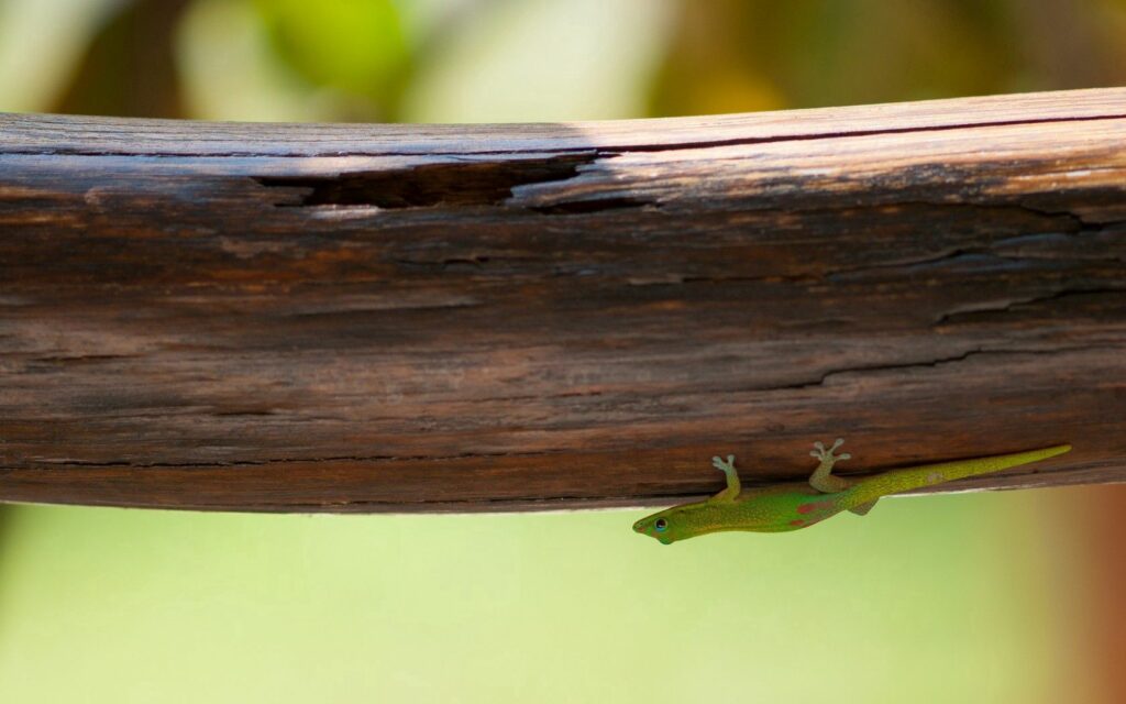 Vibrant Green Lizard on Sunlit Branch: Nature Wallpaper Background