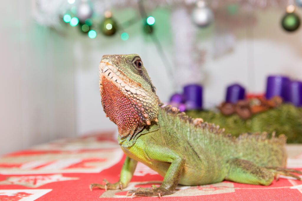 Vibrant Green Lizard Wallpaper with Festive Blurred Background