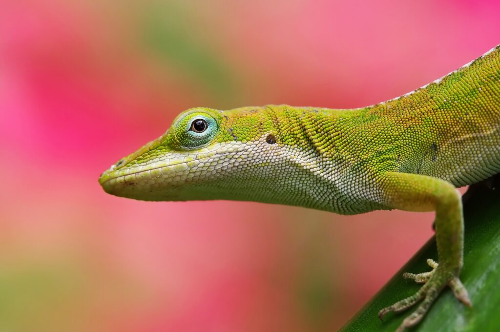 Vibrant Green Lizard Wallpaper: Close-Up on Soft Pink Background