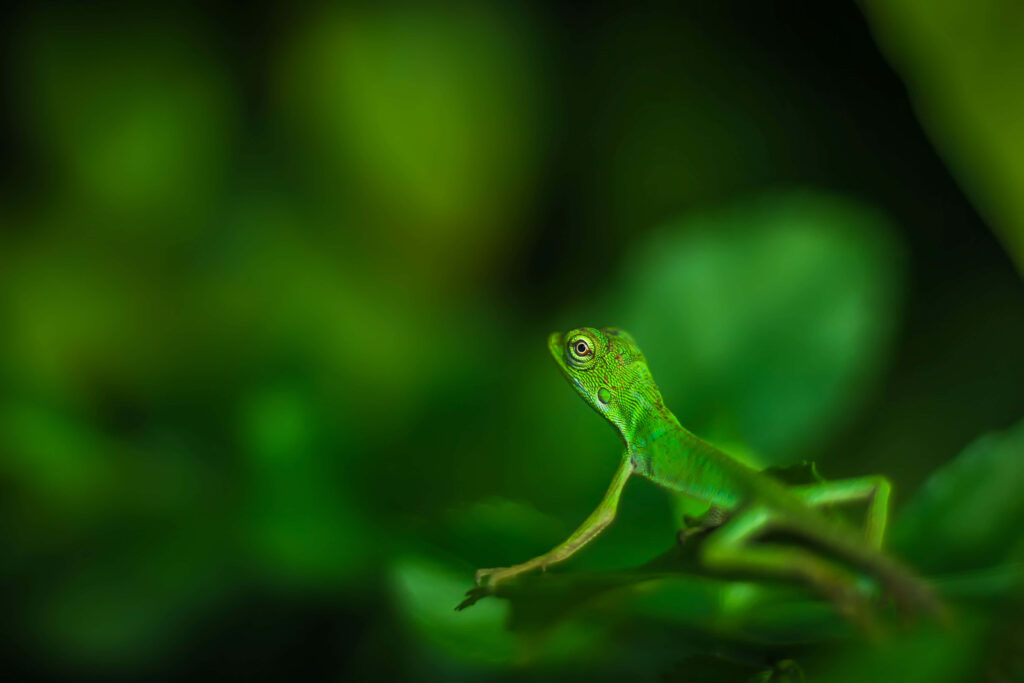 Vibrant Green Lizard on Lush Foliage – Serene Nature Wallpaper