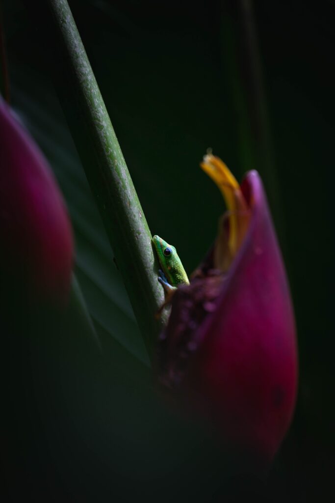 Vibrant Green Lizard on Plant with Red Flowers - Macro Wallpaper