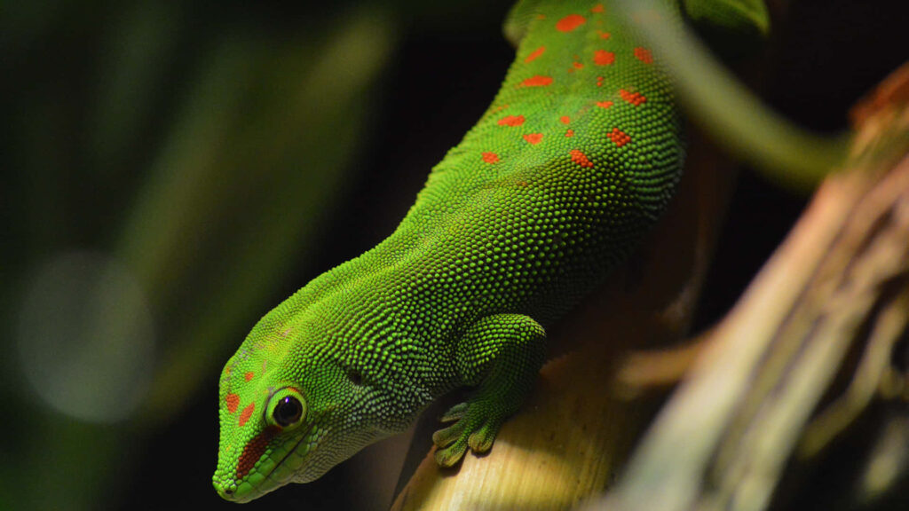 Colorful Green Lizard with Red Spots Crawling on Branch in Nature Wallpaper