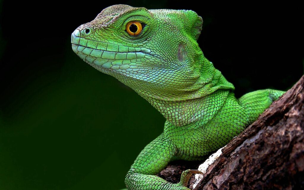 Colorful Green Lizard with Yellow Eyes Clings to Branch Wallpaper
