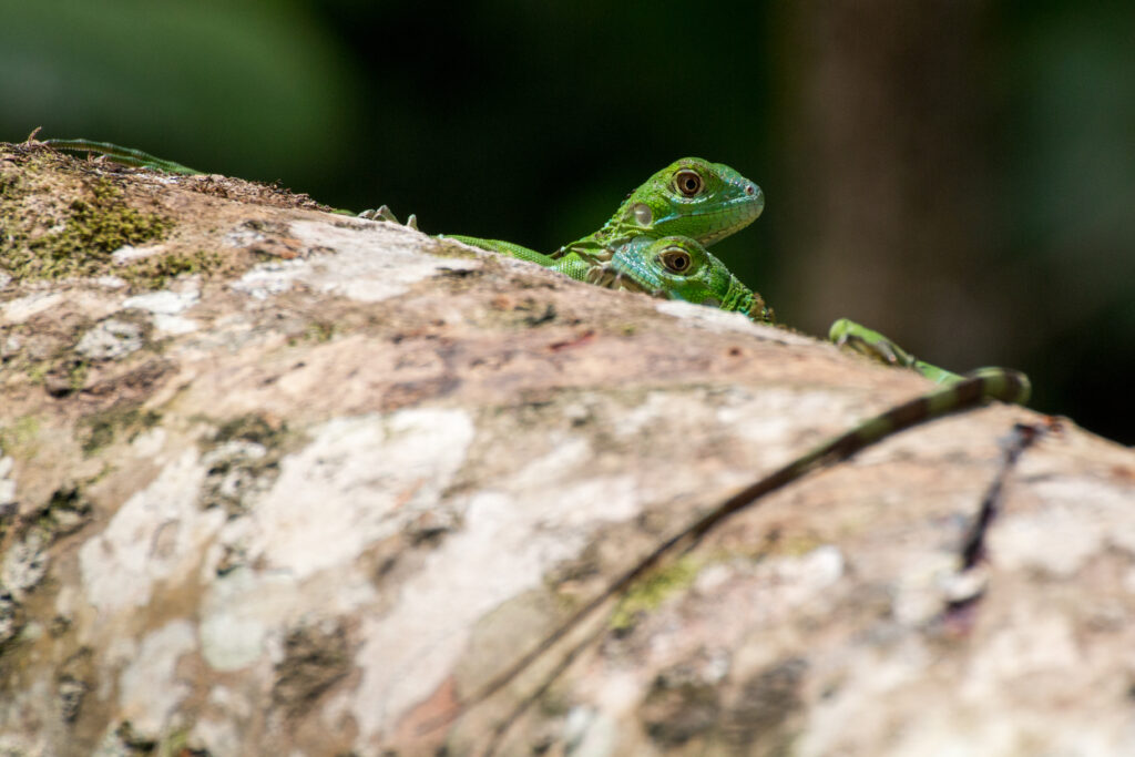 Vibrant Green Lizards on Branch: Nature's Camouflage Wallpaper