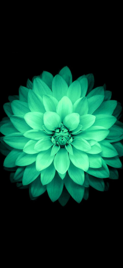 Vibrant Green Flower Wallpaper: Lotus Bloom on Dark Background