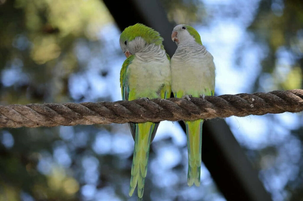 Serene Lovebirds on Rope: Vibrant Greens in a Blurred Natural Scene Wallpaper