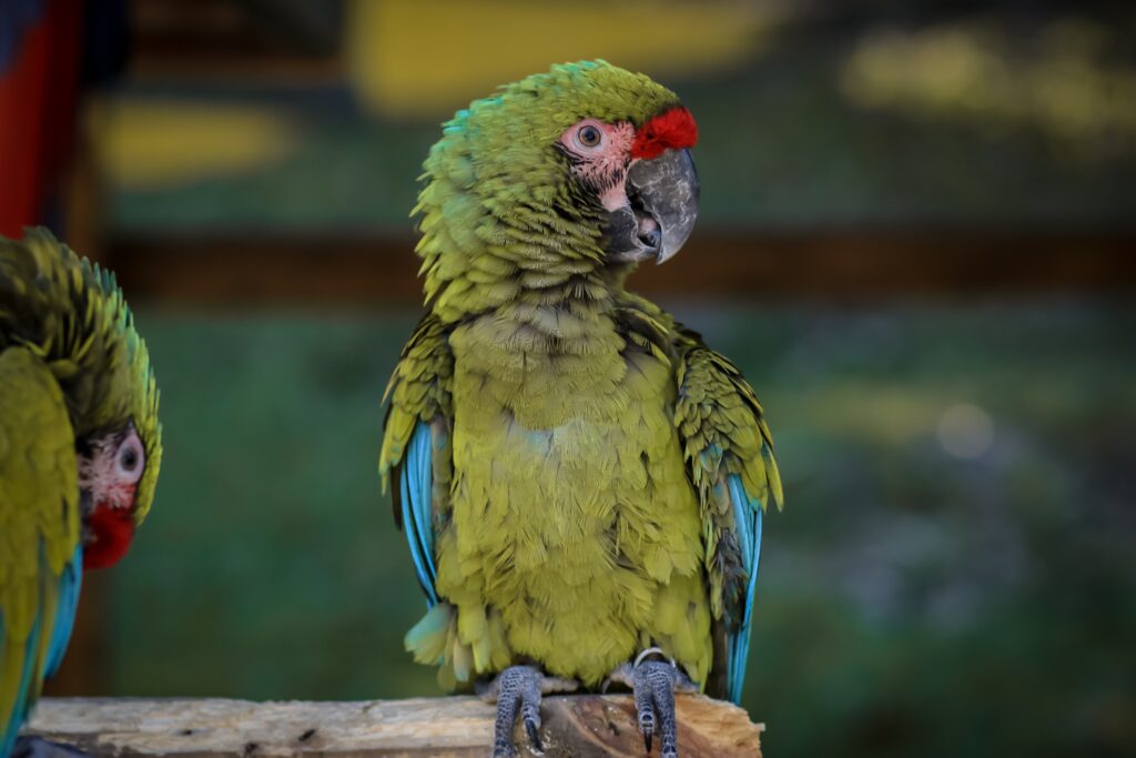 Stunning Green Macaw Wallpaper: Vibrant Bird against Soft Background