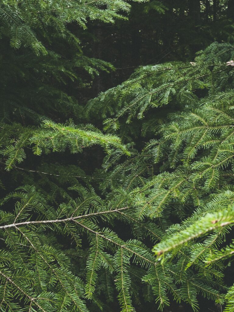 Vibrant Green Spruce Branch Macro: Lush Needle Wallpaper Background