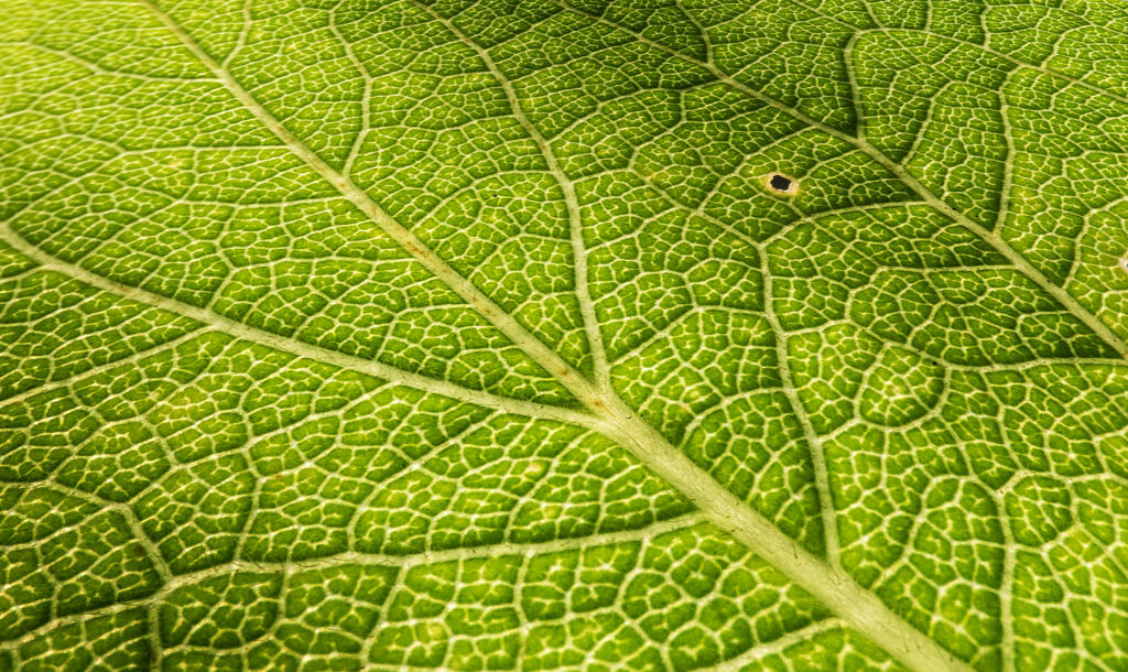 Vibrant Green Macro Wallpaper: Intricate Leaf Veins & Surface Relief