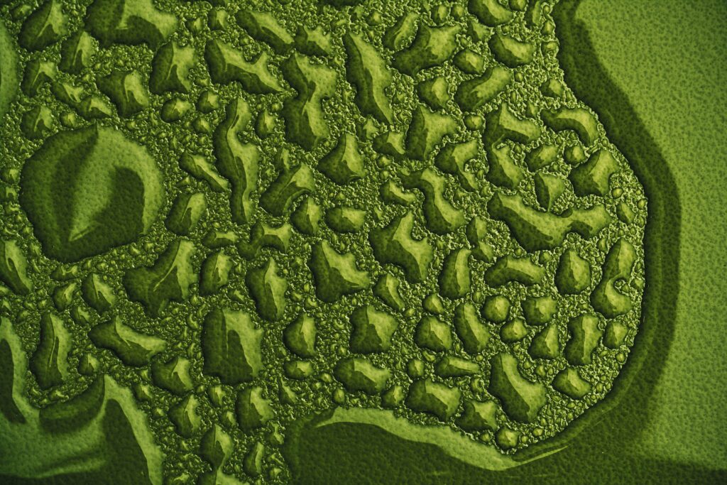 Vibrant Green Macro Wallpaper with Water Drops - Abstract Design