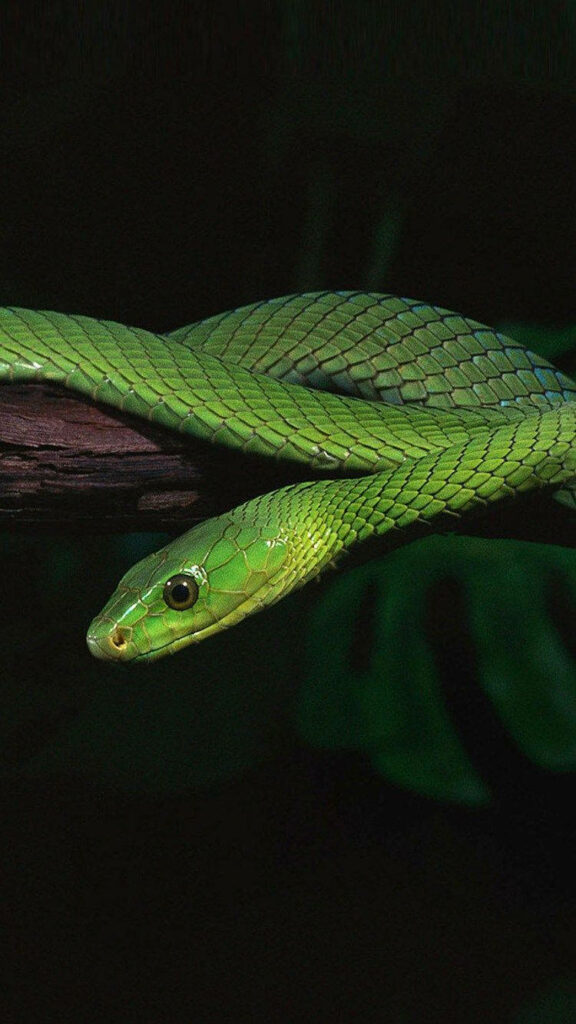 Stunning Green Mamba iPhone Wallpaper with Exotic Dark Background