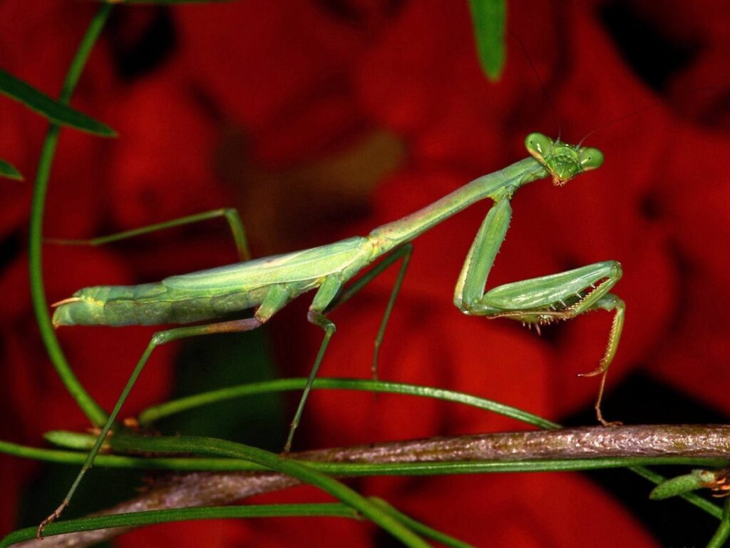 Vibrant Wallpaper: Green Mantis on Branch with Red Floral Background