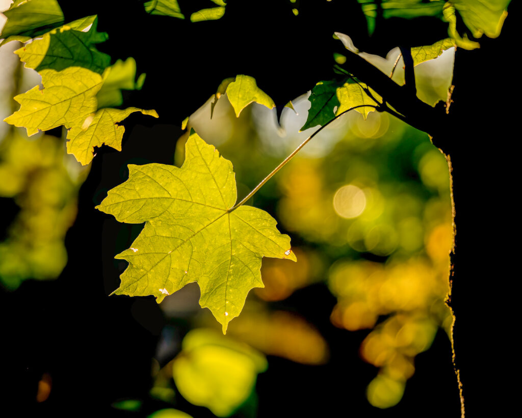 Autumn Maple Leaf Close-Up: Vibrant Green Wallpaper Background