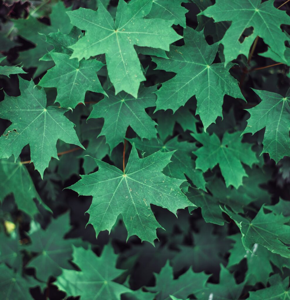 Close-up of vibrant green maple leaves with detailed veins and natural fresh foliage texture wallpaper