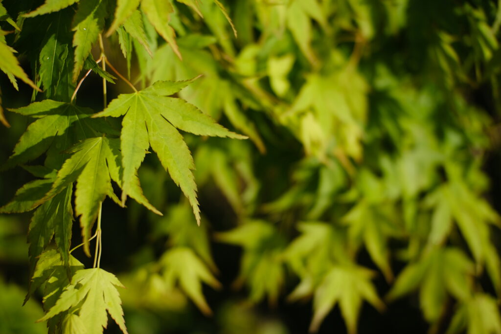 Stunning Macro Shot of Green Maple Leaves - Nature Wallpaper Background