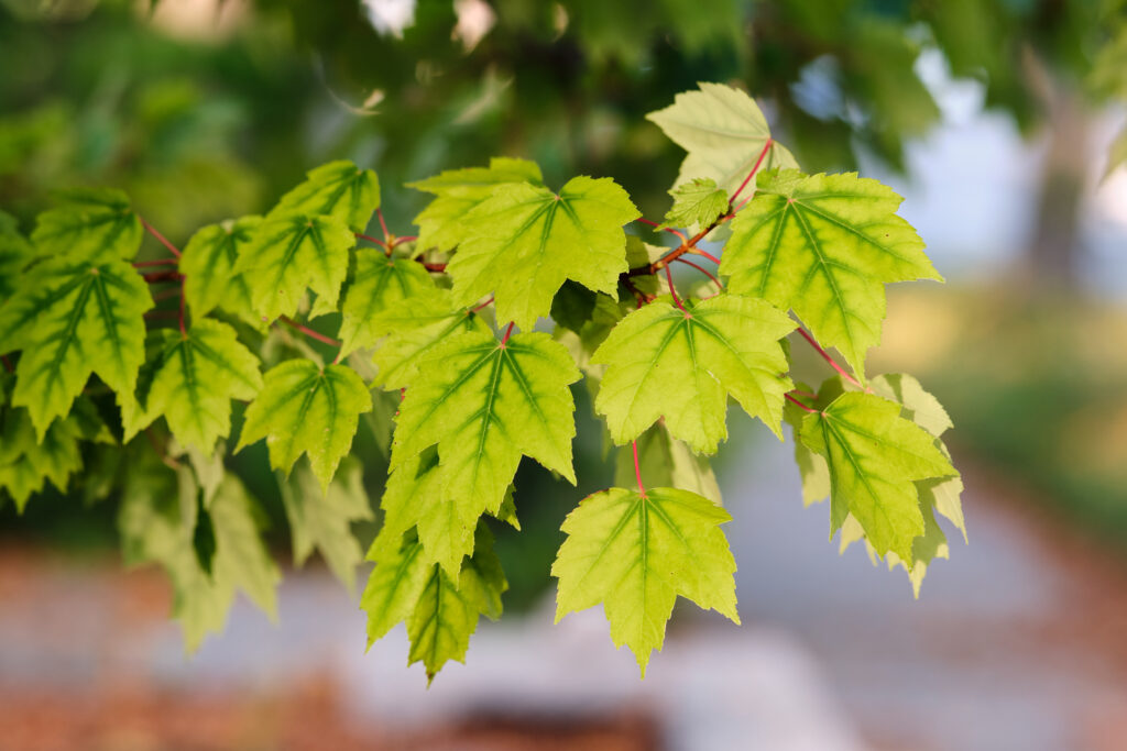 Close-Up of Fresh Green Maple Leaves - Vibrant Wallpaper Background