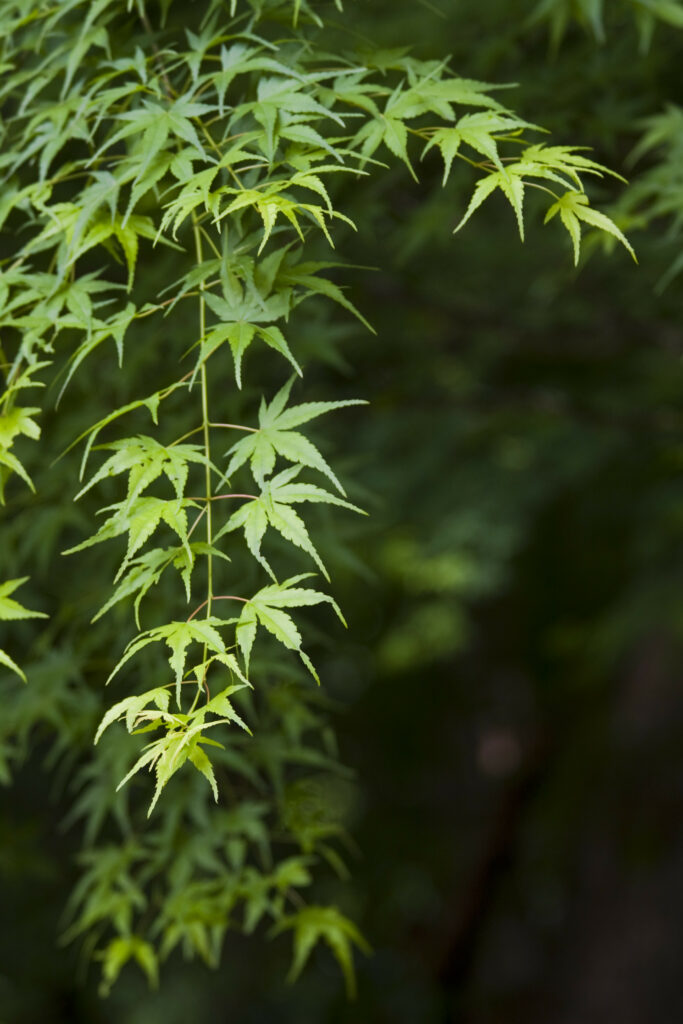 Vibrant green maple leaves on delicate branches with blurred dark background spring wallpaper