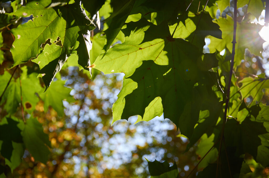 Vibrant Green Maple Leaves in Sunlight - Soft Focus Forest Wallpaper