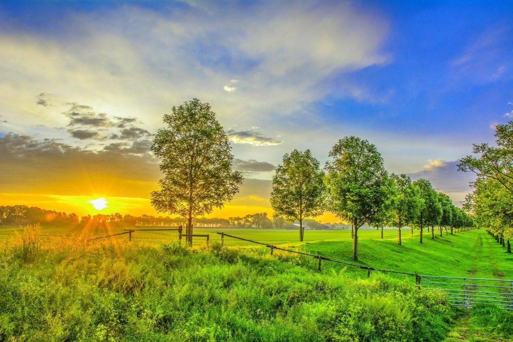 Vibrant green meadow sunset with rustic fence and trees under golden hour sky wallpaper background