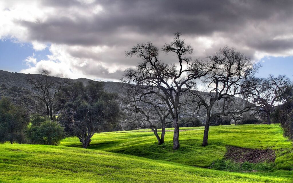 Vibrant green meadow with trees under dramatic gray clouds and distant mountain landscape wallpaper