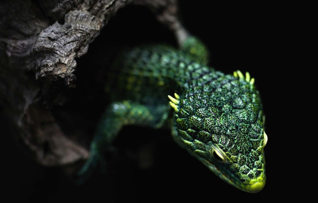 Vibrant Green Mexican Alligator Lizard on Dark Textured Background Wallpaper