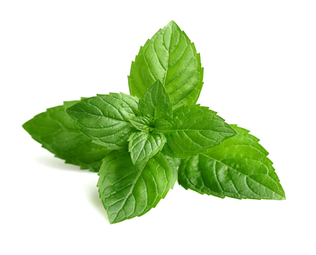 Vibrant Green Mint Leaves Wallpaper: Fresh Symmetrical Background