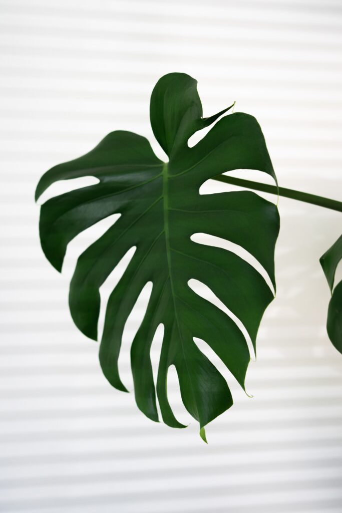 Vibrant Green Monstera Leaf Close-Up | Minimalistic Wallpaper Background