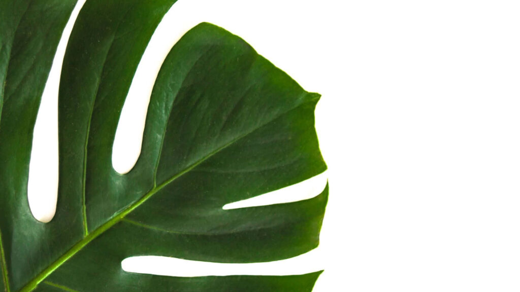 Vibrant Green Monstera Leaf Minimalist Wallpaper Background