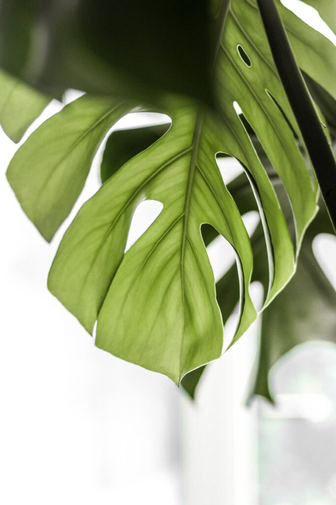 Vibrant Green Monstera Leaf Close-Up Wallpaper on Blurred Background