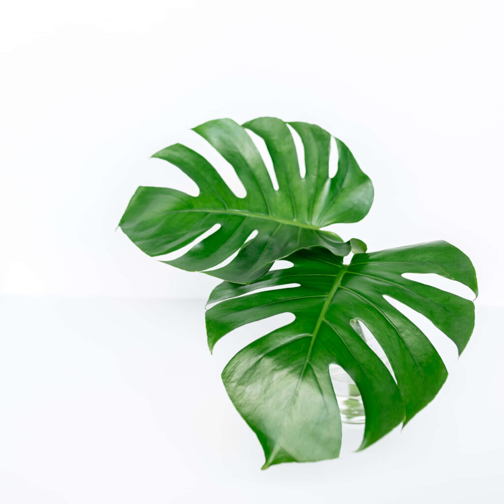 Minimalist Wallpaper: Vibrant Green Monstera Leaves on White Background