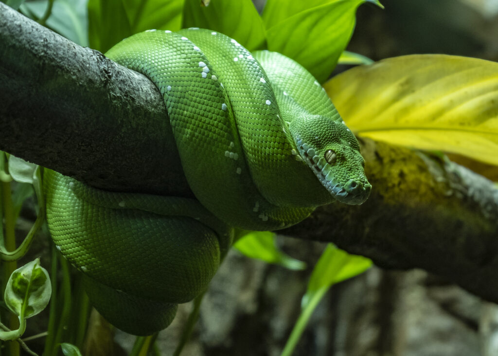 Vibrant Morelia Snake Coiled in Lush Green Nature Background Wallpaper
