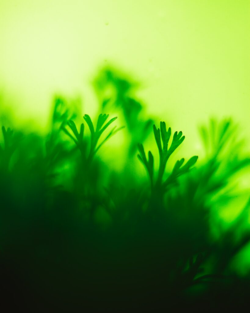 Vibrant Green Moss & Leaves: Serene Nature Close-up Wallpaper