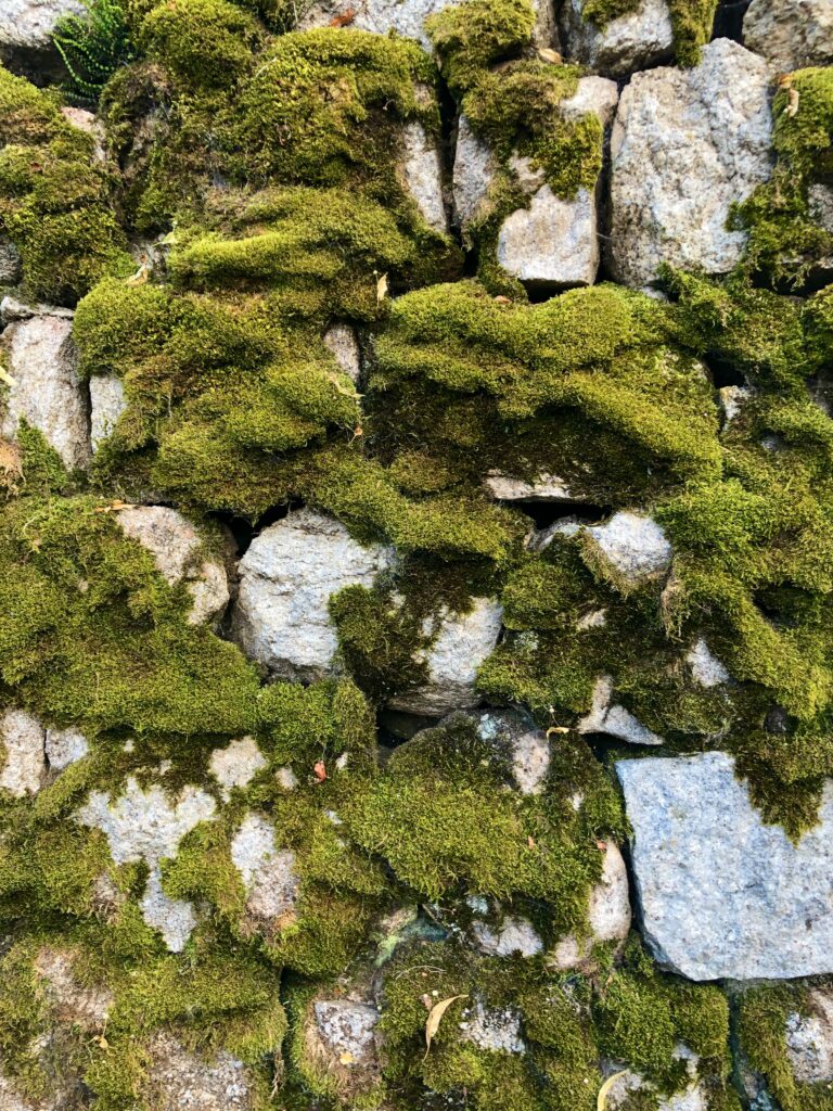 Macro close-up of vibrant green moss on rugged stones showcasing textured nature background Wallpaper