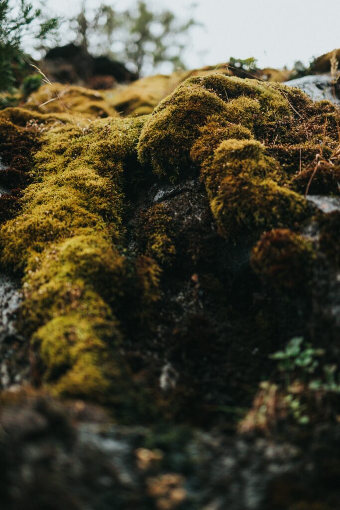 Vibrant Green Moss on Rugged Stones: Serene Nature Wallpaper