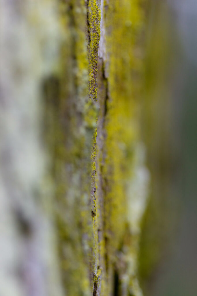 Macro Tree Bark with Vibrant Green Moss - Textured Wallpaper Background