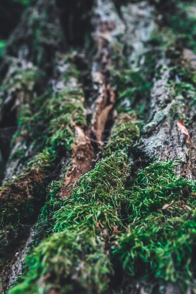 Vibrant Green Moss on Tree Bark: A Macro Nature Wallpaper Background