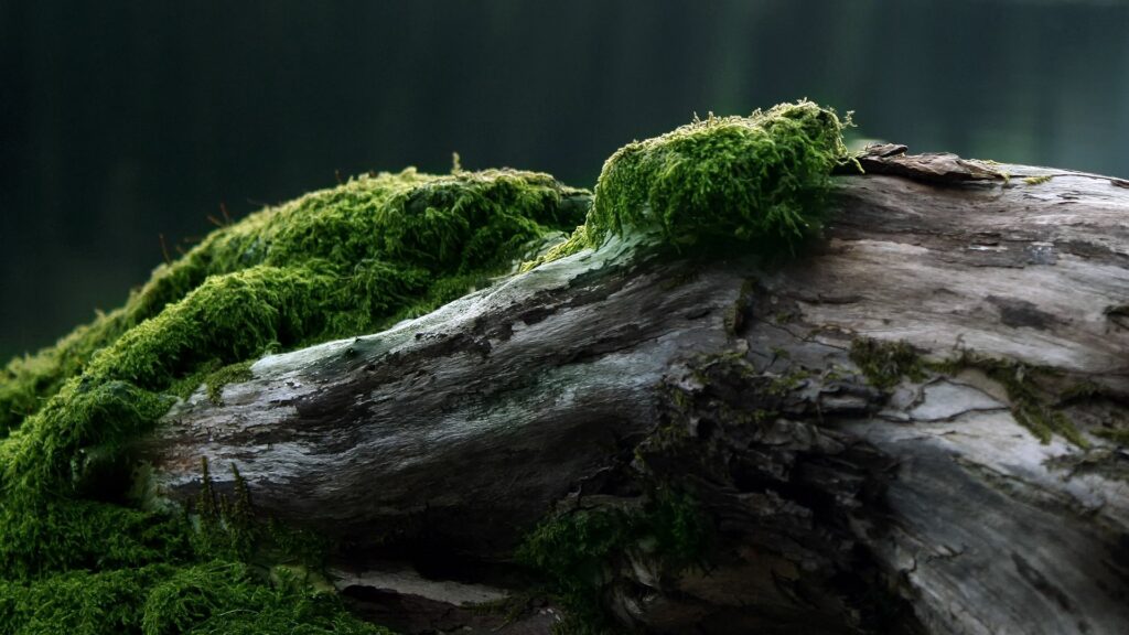 Close-up of weathered tree log with vibrant green moss nature texture forest wallpaper background