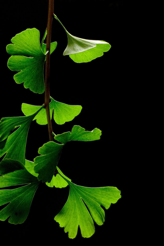 Lush Greenery Pops on Super Amoled Background Wallpaper