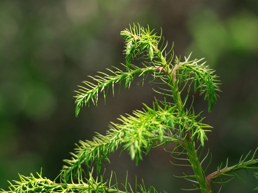 Vibrant Green Needle Macro: Nature's Intricate Textures Wallpaper
