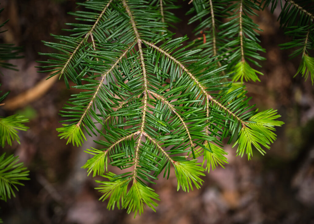 Macro Close-Up of Vibrant Green Tree Needles Wallpaper Background