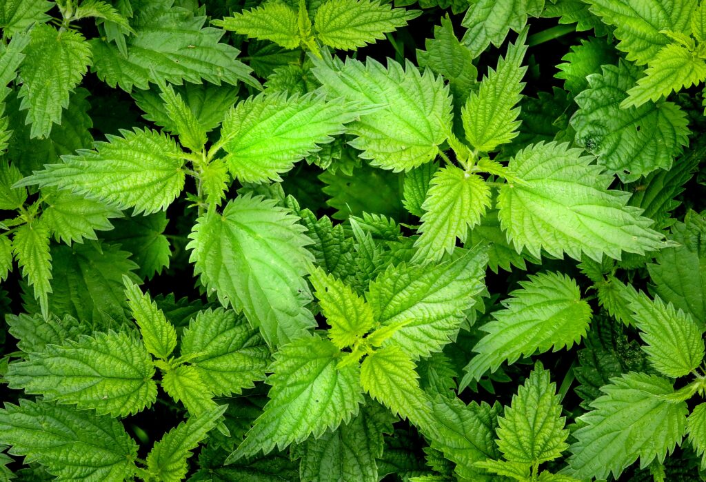 Vibrant green nettle leaves with serrated edges in a dense natural botanical wallpaper background