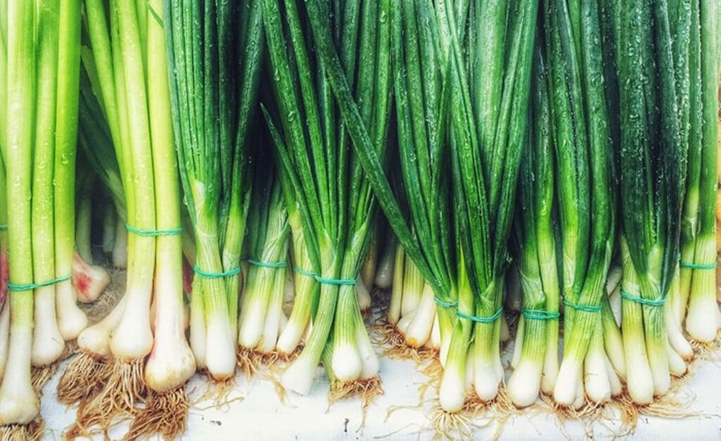 Vibrant Green Onion Wallpaper: Fresh Stalks & Earthy Roots Background