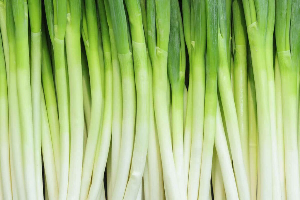 Vibrant Green Onion Wallpaper: Fresh Tops & Stalks Background