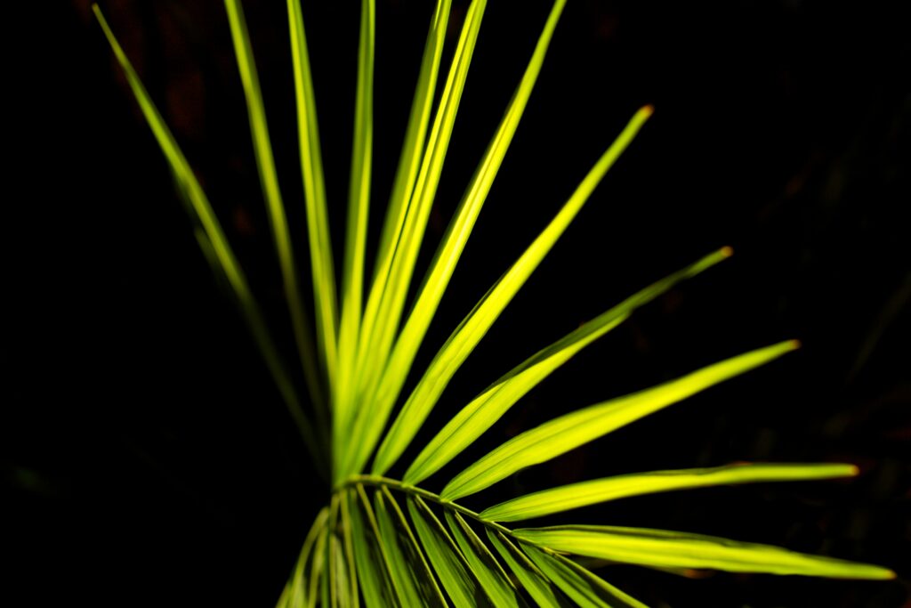 Intricate Green Palm Leaf Close-Up Wallpaper on Dark Background