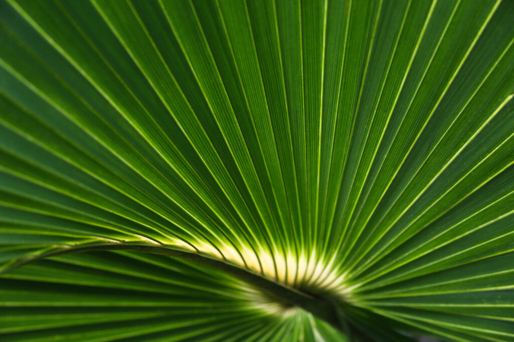Vibrant Green Palm Leaf Wallpaper - Striped Macro Background