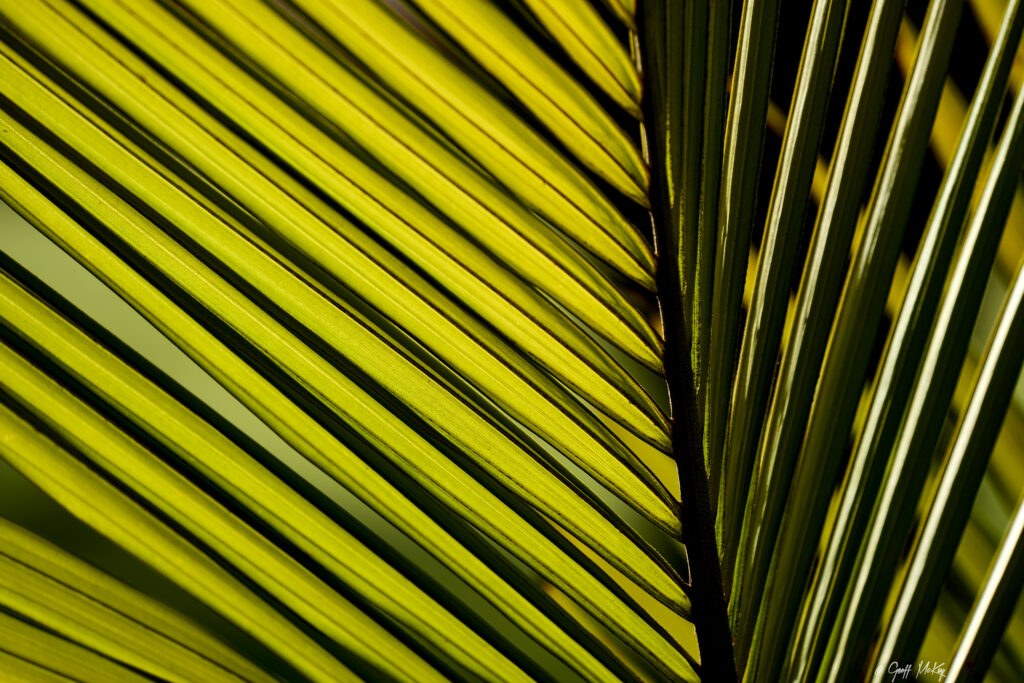 Vibrant Green Palm Leaf Wallpaper: Intricate Macro Textures